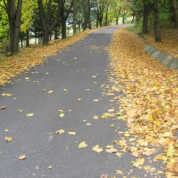 cesta